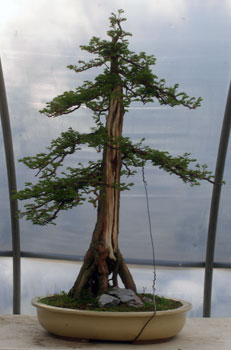 بونسای سیکویای چینی